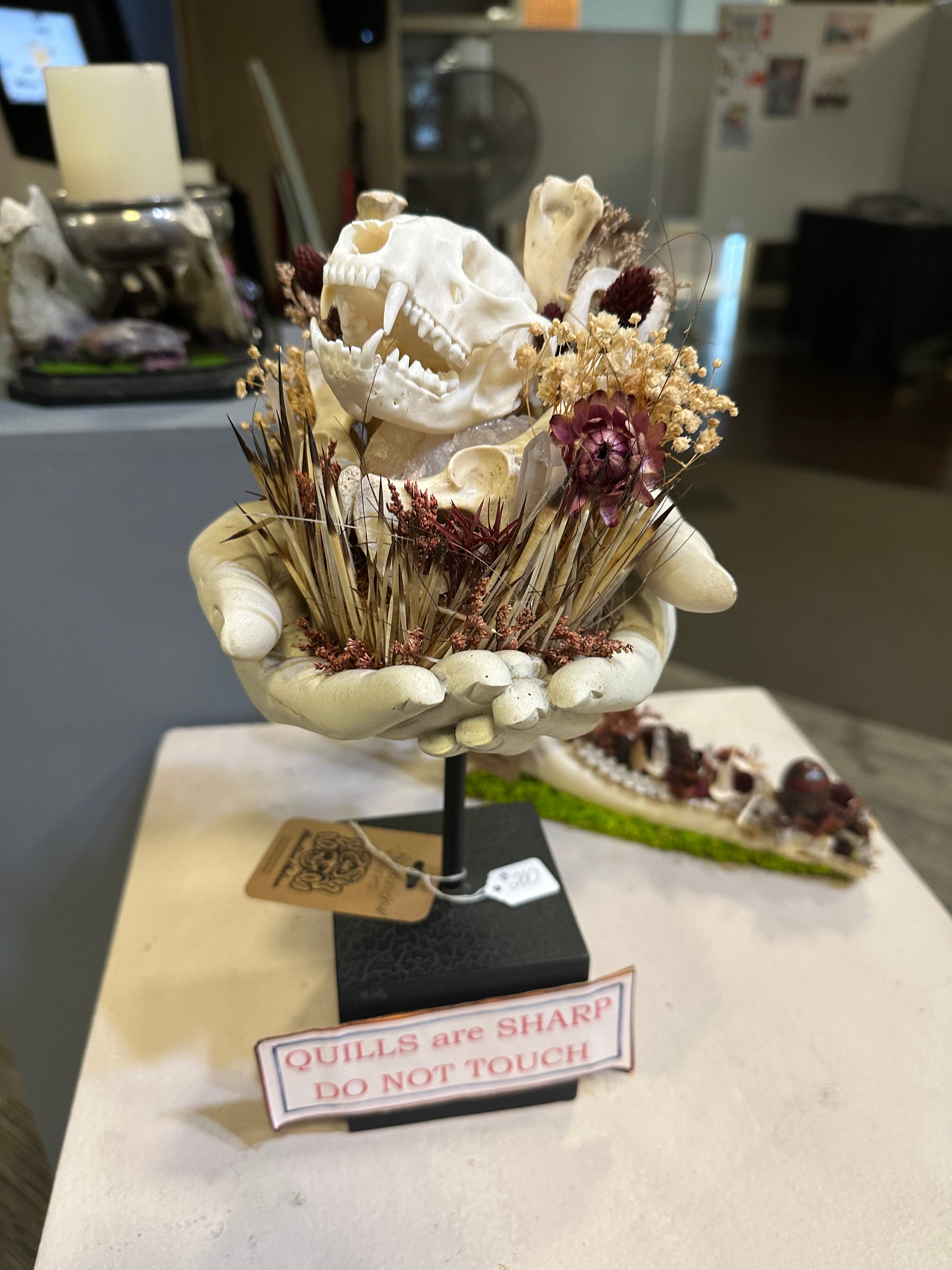 Raccoon Skulls and Porcupine Quills